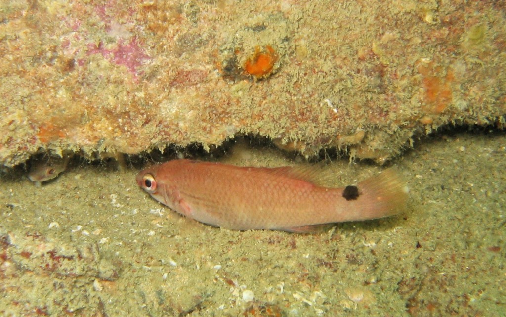 Ctenolabrus rupestris (Tordo dorato)